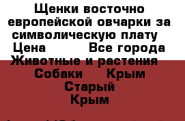 Щенки восточно европейской овчарки за символическую плату › Цена ­ 250 - Все города Животные и растения » Собаки   . Крым,Старый Крым